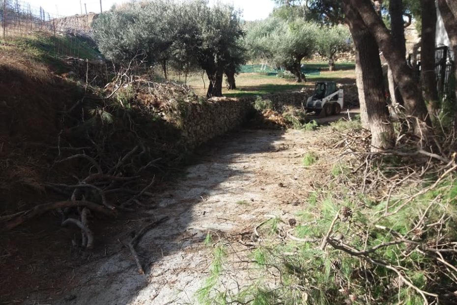 Κοπή Δένδρων